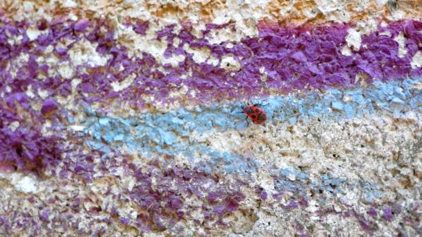 Ein Insektenkäfer Kriecht Der Wand Entlang Ein Roter Soldatenkäfer Aus — Stockvideo