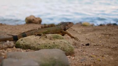 Parktaki Iguana. Büyük sürüngen. Hayvanlar, vahşi yaşam ve güzel doğa manzarası. Iguana Kertenkelesi Kaya 'da yürüyor