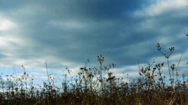 Güzel manzara sarı çimen bitkileri rüzgardan sallanıyor, yağmur bulutları