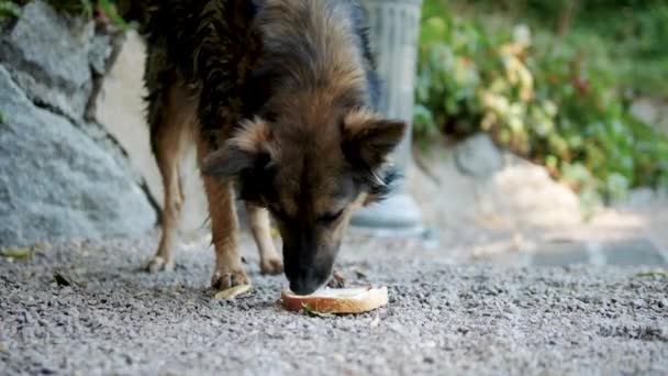 Cão Rua Sem Teto Comendo Comida Cão Faminto Comendo Pão — Vídeo de Stock