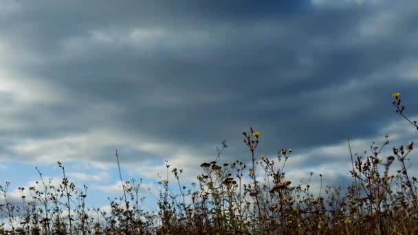 Prachtig Landschap Met Bewolkte Regenwolken Deprimerend Weer Geel Hoog Gras — Stockvideo