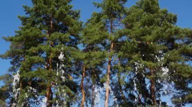 Akarsuları olan doğa, parkta güzel bir çeşme, akan bir su.