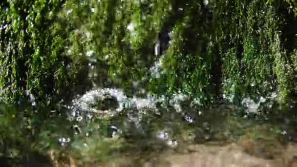 Agua Vierte Rodeada Algas Hermosas Gotas Fluyen Arroyo Agua Cascada — Vídeo de stock