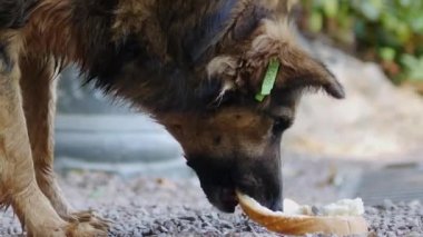 Yemek yiyen bir köpeğin yakın çekimi, sokakta yemek yiyen evsiz bir köpek, güzel bir hayvan.