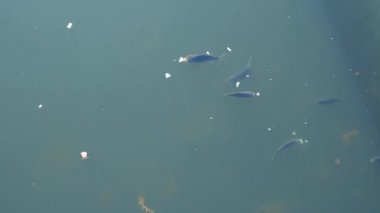 Göletteki balıklar yem yer, göldeki balıklar yemek yer. Nehirdeki balıkların üst görüntüsü.