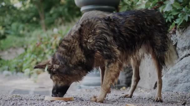 Pies Bezdomny Pies Jest Ulicy Głodne Zwierzę Chleb — Wideo stockowe