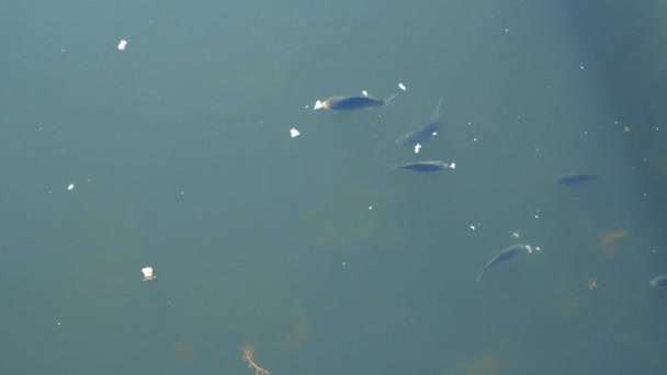 Peixe Lagoa Comer Isca Peixe Lago Comer Alimento Vista Superior — Vídeo de Stock