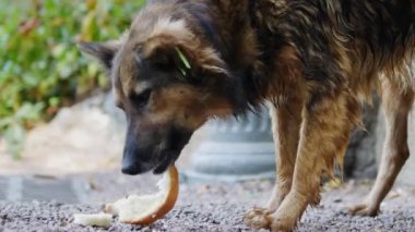 Evsiz sokak köpeği yemek yiyor, aç köpek yakın plan ekmek yiyor..