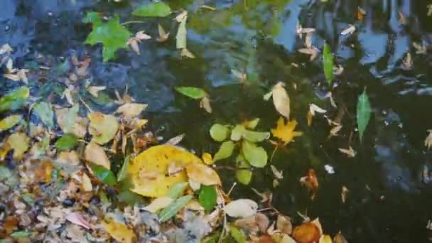 Nagranie Listowia Rzece Autumn Pora Żółtych Listowia Kałuży — Wideo stockowe