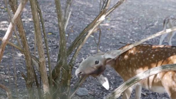 一头年轻的鹿靠在树上抓着脖子 这棵树是野外美丽的鹿类动物 — 图库视频影像