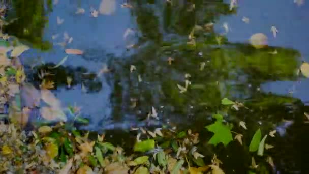 Hojas Otoño Agua Charco Hermosas Hojas Amarillas Verdes Flotan Río — Vídeo de stock