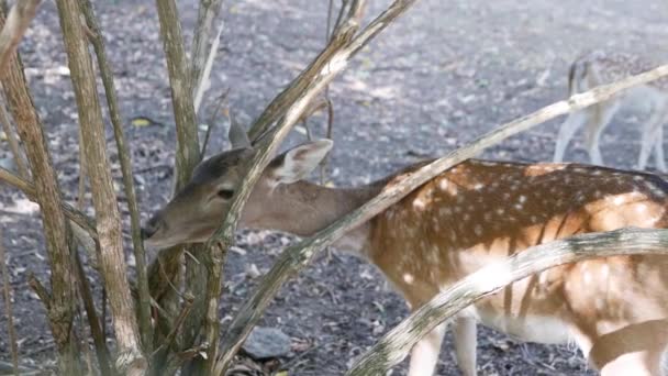 Veado Come Veado Jovem Bonito Sem Chifres Animal Selvagem Faminto — Vídeo de Stock