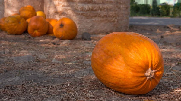 Abóbora Laranja Feno Seco Símbolo Halloween Abóbora — Fotografia de Stock