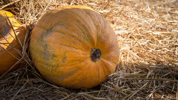 Calabaza Primer Plano Del Heno — Foto de Stock