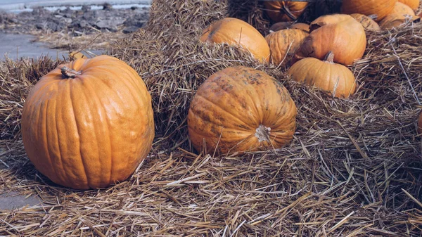 Laranja Abóbora Decorações Férias Halloween Abóboras Feno — Fotografia de Stock