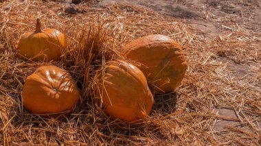 Olgun balkabağı yakın plan, sebze hasadı, cadılar bayramı partisi süslemeleri..