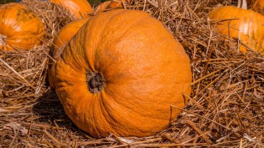 Cadılar bayramı için saman dekorasyonunda olgun balkabağı