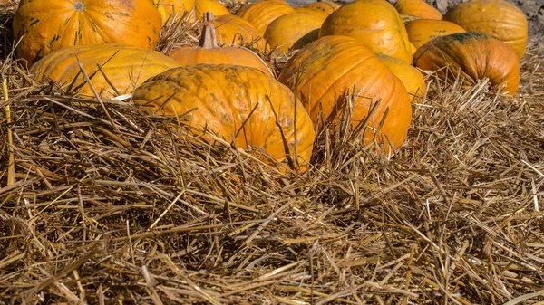 Abóbora Madura Feno Seco Decorações Colheita Belas Decorações Para Halloween — Fotografia de Stock