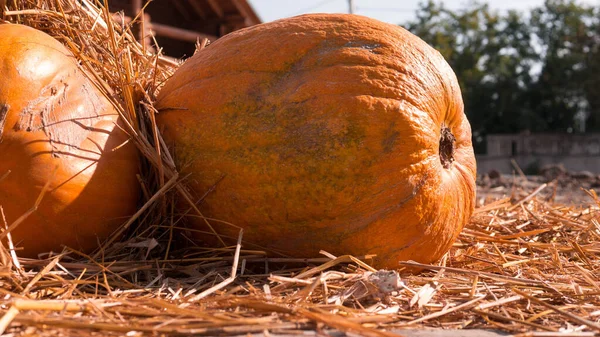 Abóbora Laranja Madura Colheita Abóbora Colhida Decorações Halloween Belas Decorações — Fotografia de Stock