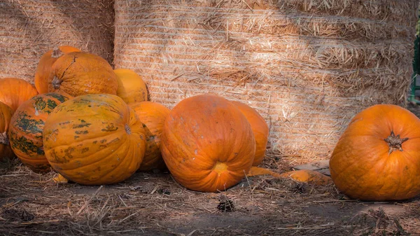 Colheita Abóbora Close Decorações Para Feriado Halloween Abóboras Maduras Fundo — Fotografia de Stock