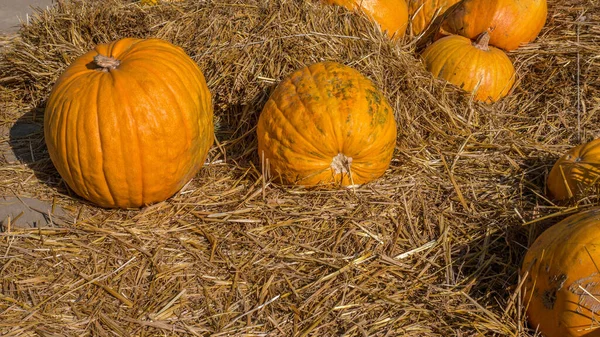 Decorações Halloween Abóbora Feno Colheita Abóbora Madura — Fotografia de Stock