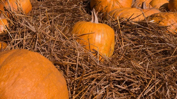 Ripe Orange Pumpkin Hay Decorations Halloween Holiday Natural Pumpkin — Stock Photo, Image