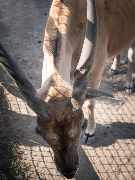 Eland antelope close-up,horned animal in the wild