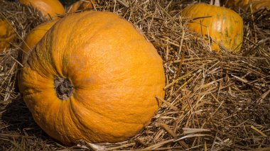 Balkabağı hasadı, balkabağı kapağı samanlıkta, cadılar bayramı süslemeleri