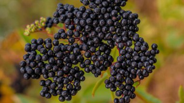 Bir dal üzerinde mürver çalısı, doğada yetişen olgun elderberry, bir tarlada mürver ekimi