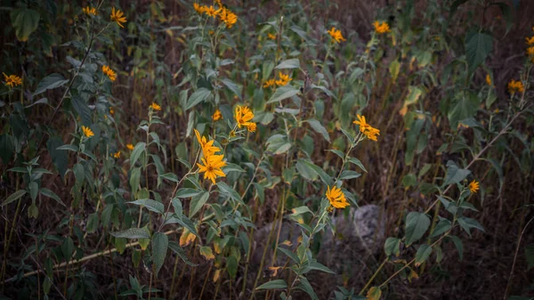 Herbstblumen Garten Mit Gelben Blütenblättern Blühende Blumen Der Natur — Stockfoto