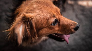 Ağzı açık, dili dışarı çıkmış bir köpek, melez bir köpek türü..