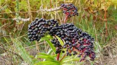 Mürver ağacı yakın plan, Mürver böğürtlen görüntüsü, tarımda mürver tarlası.