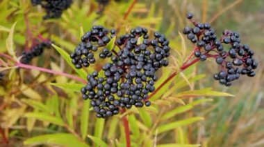 Yeşil yapraklı Mürver çalısı, yaşlı böğürtlen ekimi
