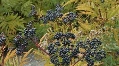 Mürver çalısı, olgun mürver üzümü yakından..