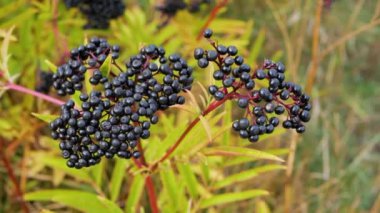 Olgun mürver çalısı, mürver üzümü