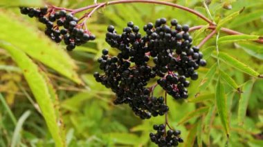 Rüzgarda sallanan olgun elderberry, yaşlı böğürtlen fidanı, bahçede yaşlı böğürtlen çalısı