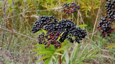 Olgun mürver, endüstriyel ürün mürver, mürver ağacı.