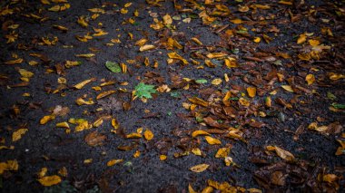 Yerde sonbahar yaprakları, parkta altın yapraklar..
