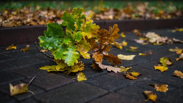 Ветка Листьями Мощеном Камне Общественном Месте Парке Природе Осенний Фон — стоковое фото