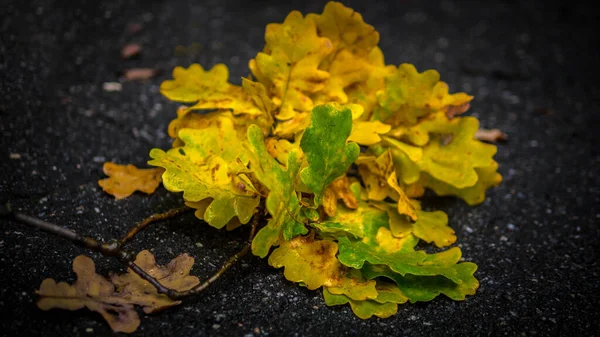 Cabang Dengan Dedaunan Kuning Musim Gugur Emas Latar Belakang Musim — Stok Foto