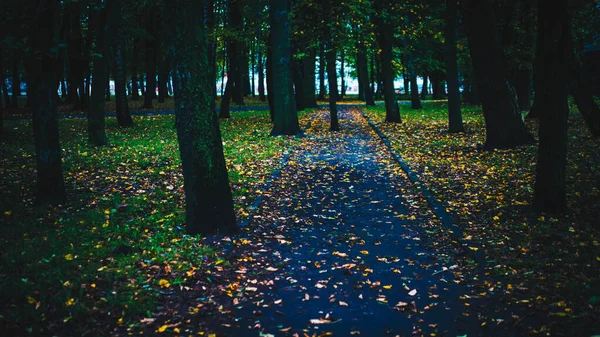 Follaje Amarillo Otoño Parque Sendero Forestal Con Lituanía Temporada Otoño —  Fotos de Stock