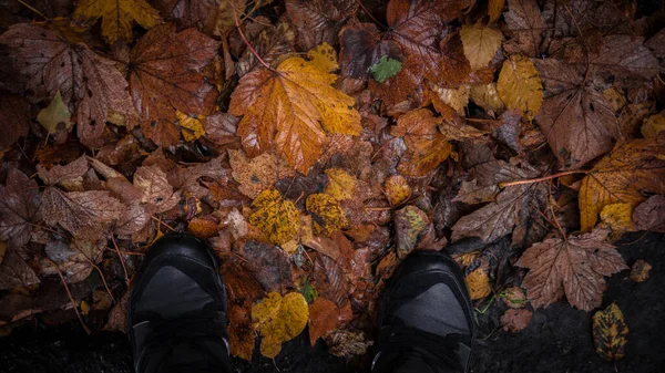 Sárga Lombozat Parkban Természetben Arany Lombozat Földön Lábak Arany Ősz — Stock Fotó