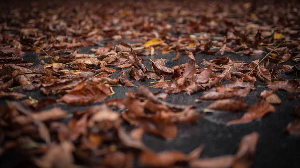 Осенняя Текстура Фона Желтая Листва Золотая Осень — стоковое фото