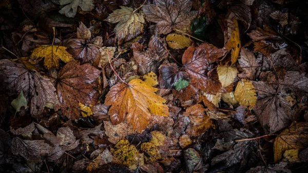 Herbstlaub Von Bäumen Goldenes Laub Auf Dem Boden — Stockfoto
