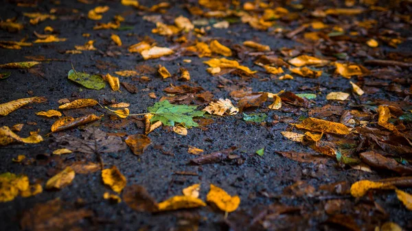 Autumn Foliage Ground Golden Foliage Park Falling Leaves Trees — Stock Photo, Image