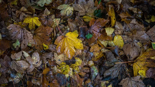 Autumn Foliage Yellow Autumn Background Golden Foliage — Stock Photo, Image