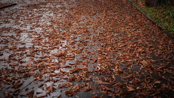 Autumn leaves on the asphalt,golden leaves in the autumn season