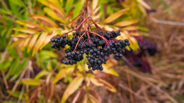 Ripe elderberry bush,black elderberry,beautiful branch with elderberry