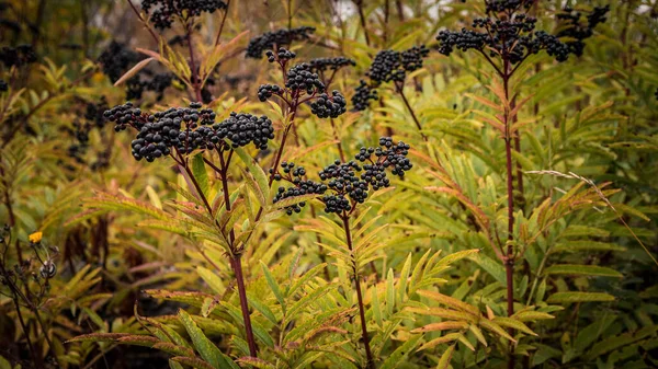 Elderberry is a ripe berry growing on a plantation in agriculture,a black elderberry