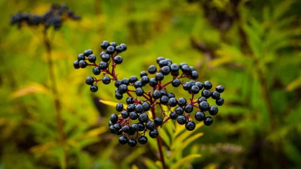 Ripe Elderberry Bush Elderberry Branch — Stock Photo, Image